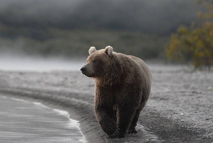 Женщина устроила погоню за медведем на Ямале