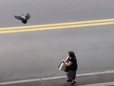 В центре Тбилиси на прохожих напала ворона