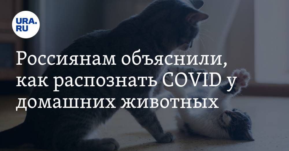 Россиянам объяснили, как распознать COVID у домашних животных
