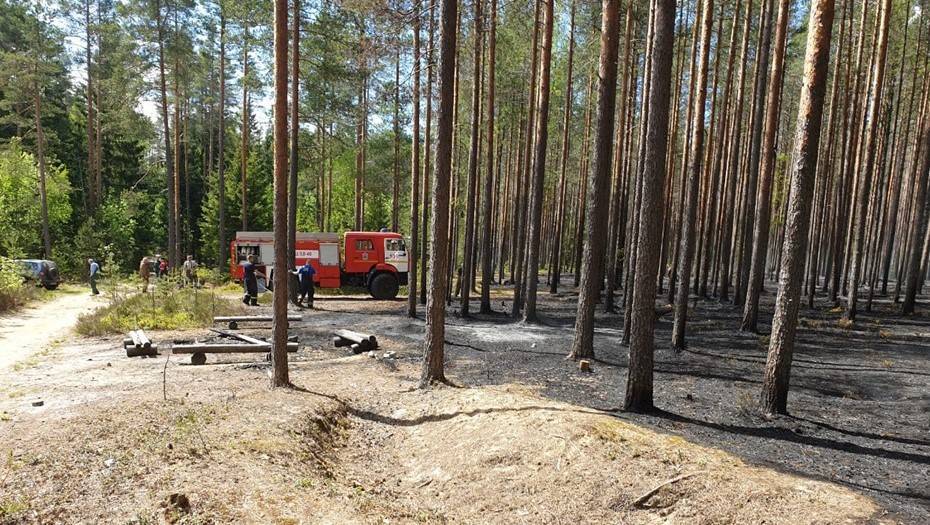 Крупный пожар потушили в Курортном лесопарке