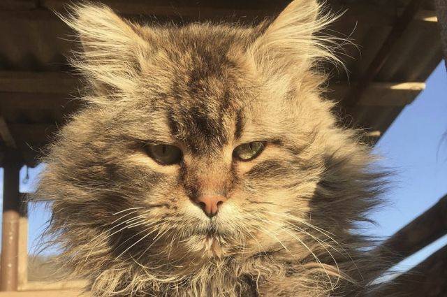 В Россельхознадзоре назвали симптомы коронавируса у кошек