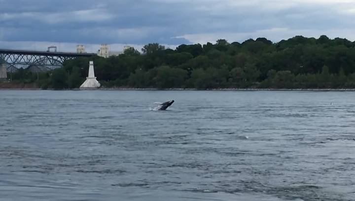 Жители Монреаля сняли на видео приплывшего по реке кита