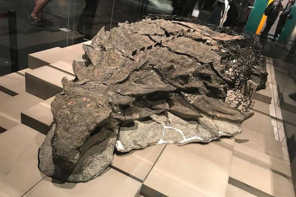 Ученые обнаружили остатки пищи в желудке травоядного динозавра, которая лежала там в течение 110 миллионов лет