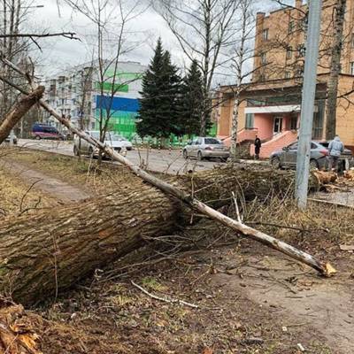 В Москве из-за непогоды упали около двух десятков деревьев