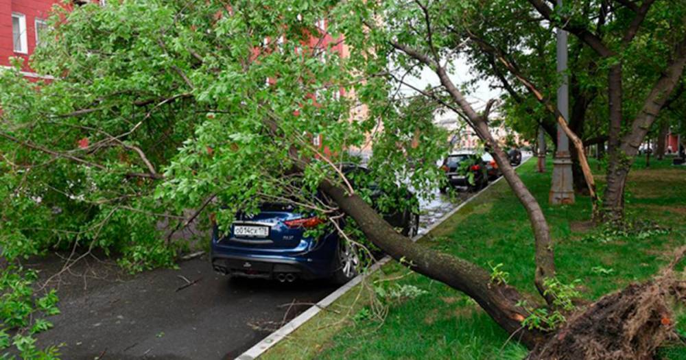 Сильные дожди в Москве повалили десятки деревьев и повредили авто