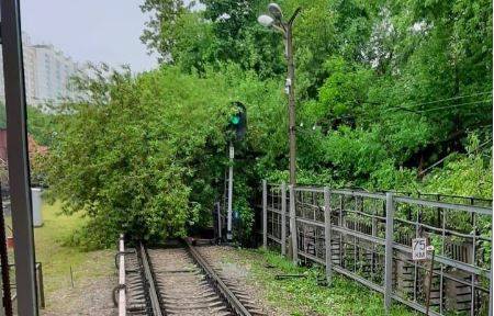 Движение поездов прекращено на Филевской линии метро из-за дерева на путях