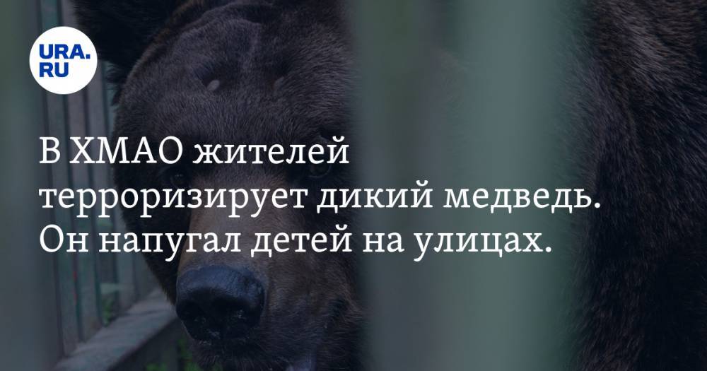 В ХМАО жителей терроризирует дикий медведь. Он напугал детей на улицах. ВИДЕО
