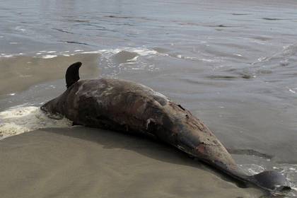 На берег популярного российского курорта выбросило мертвых дельфинов