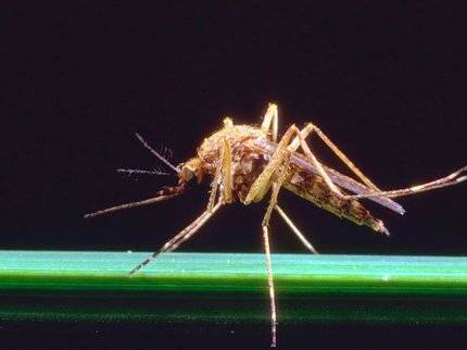 В Роспотребнадзоре и Минздраве Башкирии прокомментировали теорию о комарах-переносчиках коронавируса