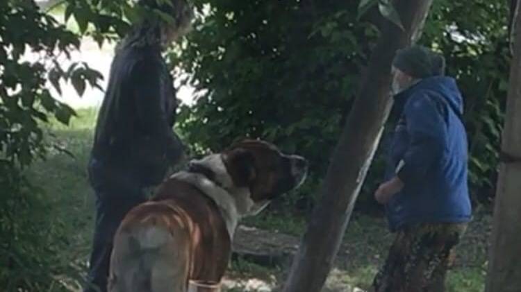 Крупная собака напала на дедушку в Тюмени