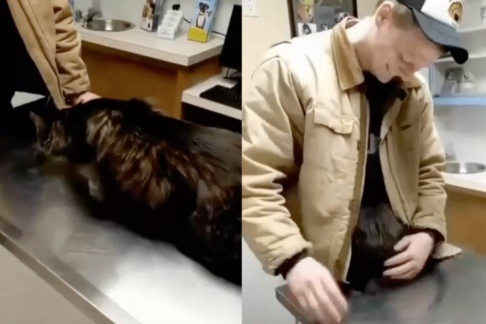 Кот спрятался от ветеринара в куртке хозяина и стал звездой Сети