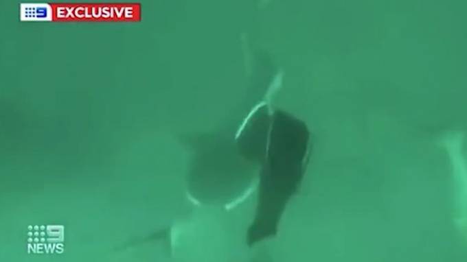 Схватка подводного охотника с одной из самых агрессивных акул попала на видео