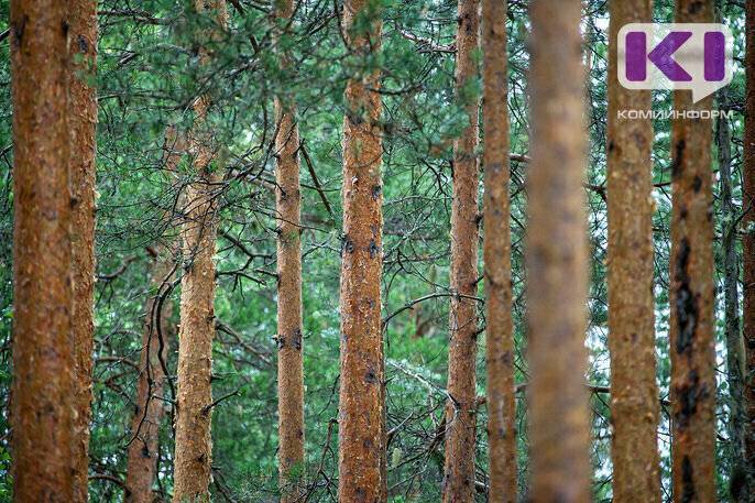 В Сыктывкаре за незаконную рубку леса в особо крупном размере осужден местный житель