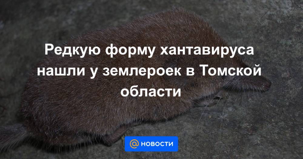 Редкую форму хантавируса нашли у землероек в Томской области