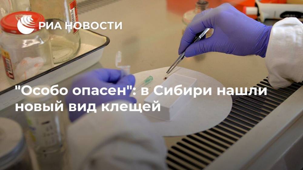 "Особо опасен": в Сибири нашли новый вид клещей