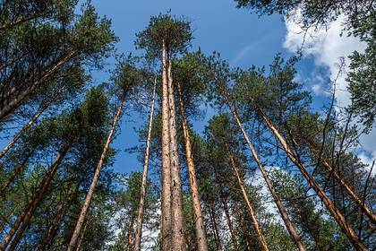 Названы главные проблемы российских лесов