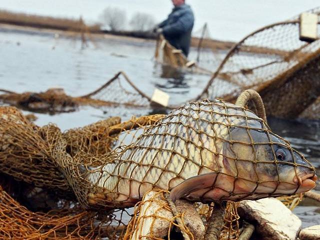 На Южном Урале будут судить браконьера за вылов рыбы на 300 тысяч рублей