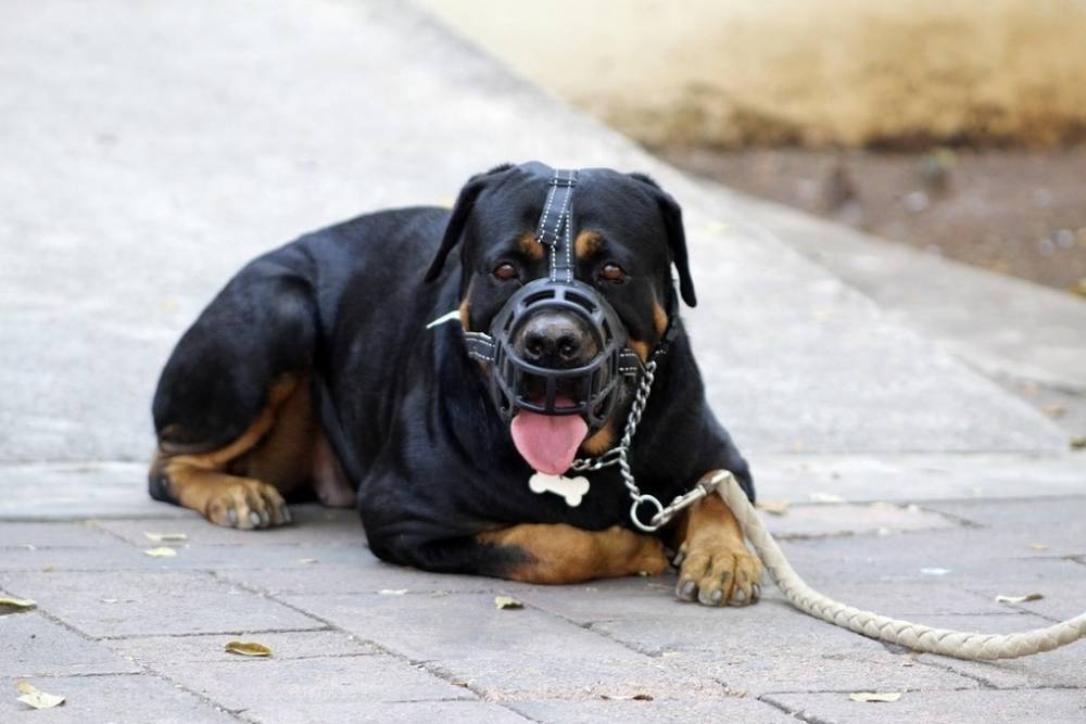 В Москве ротвейлер сотрудника ЧОПа разорвал собаку на прогулке