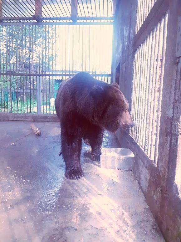 Единороссы ответили коммунистам, призывающим их покаяться из-за осиротевшего медведя