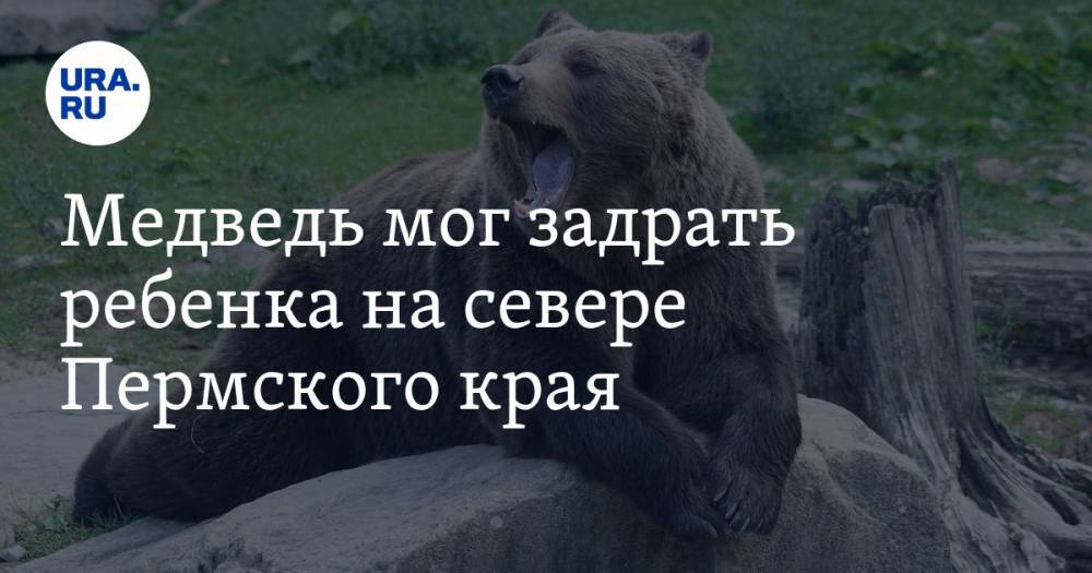 Медведь мог задрать ребенка на севере Пермского края. Возбуждено дело об убийстве
