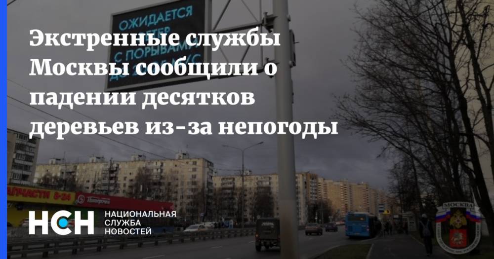 Экстренные службы Москвы сообщили о падении десятков деревьев из-за непогоды