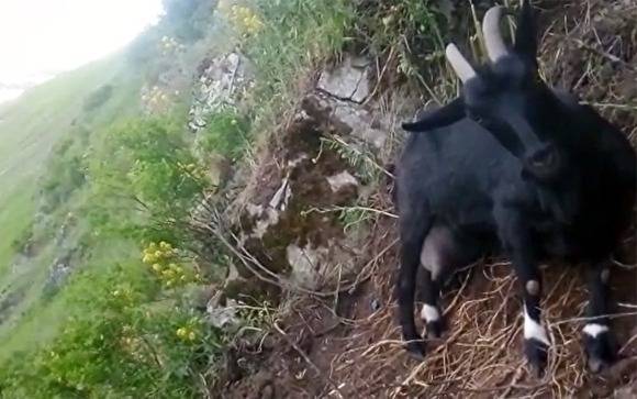 В Челябинской области на крутом склоне горы застряли коза и ее пожилая хозяйка