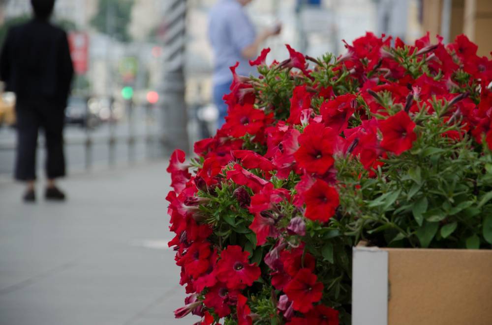 Более 52 миллионов цветов украсят Москву летом