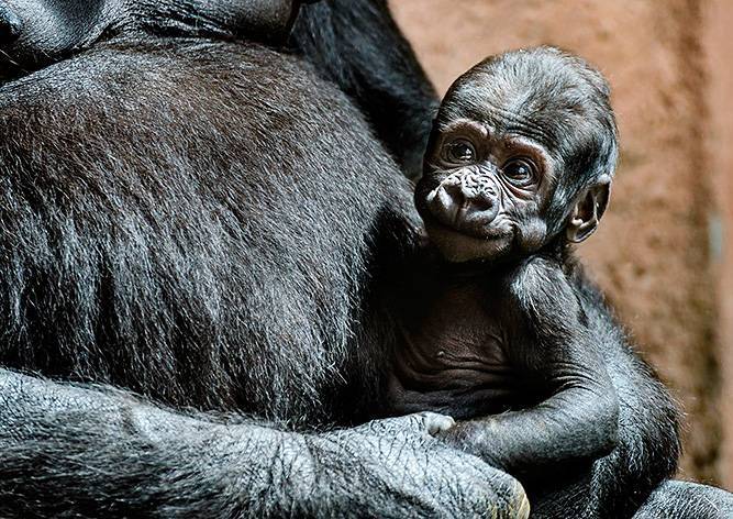 Пражский зоопарк объявил конкурс на лучшее имя для детеныша гориллы