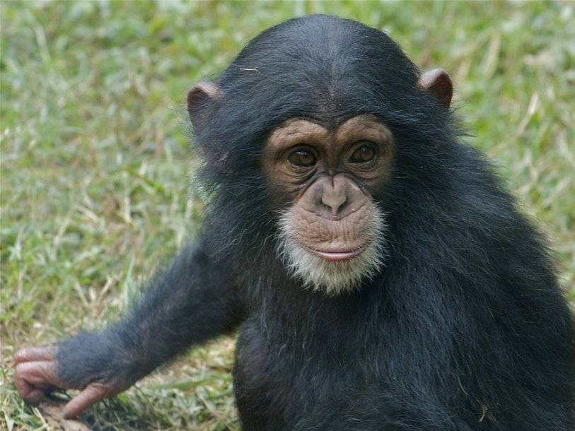 Способы добычи термитов различаются у шимпанзе в разных регионах
