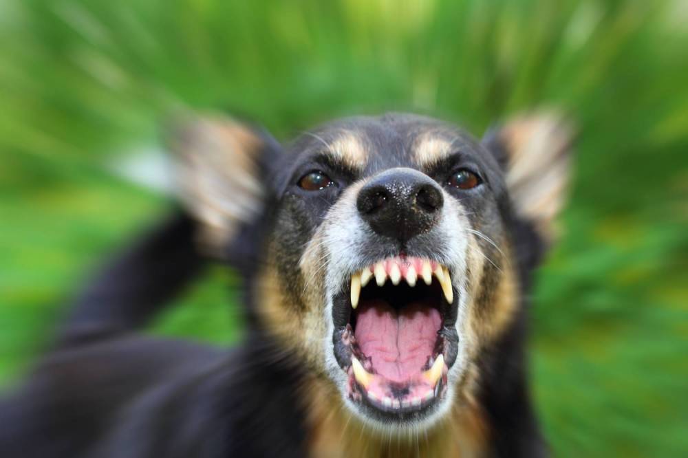 В рязанском селе бездомные собаки нападают на домашнюю живность