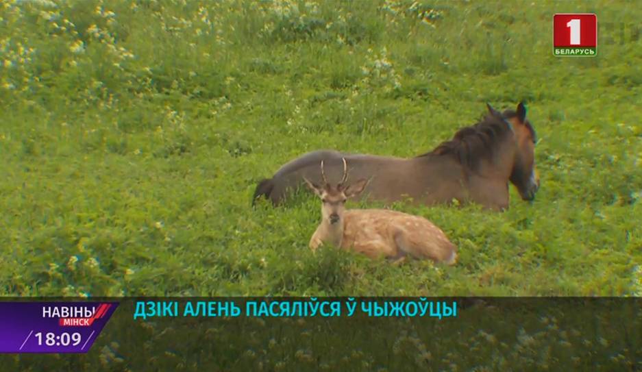 Дикий олень поселился в Чижовке