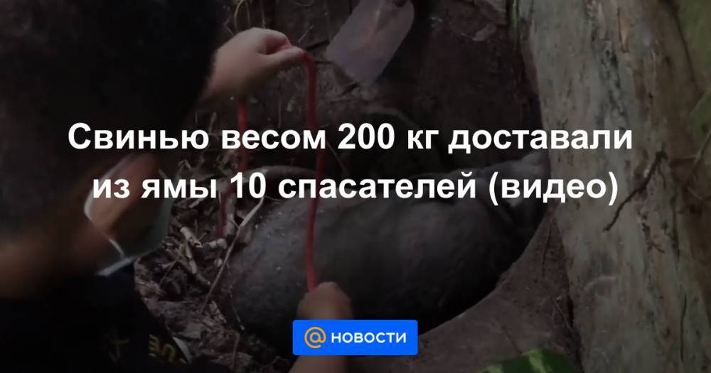Свинью весом 200 кг доставали из ямы 10 спасателей (видео)