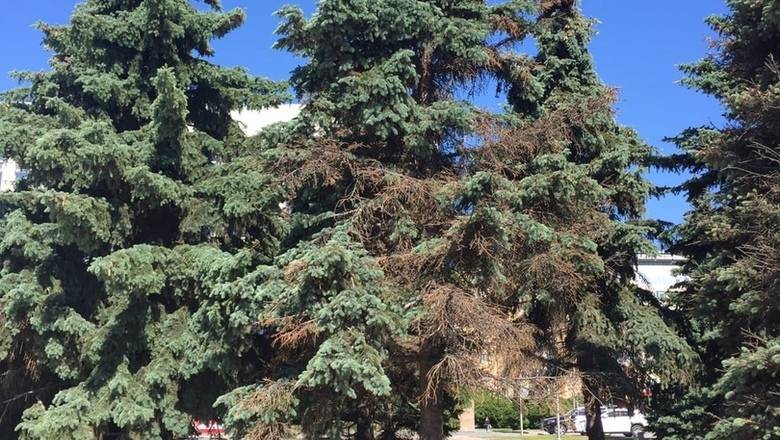 Тюменцы просят городских чиновников привести в порядок деревья на улице Первомайской