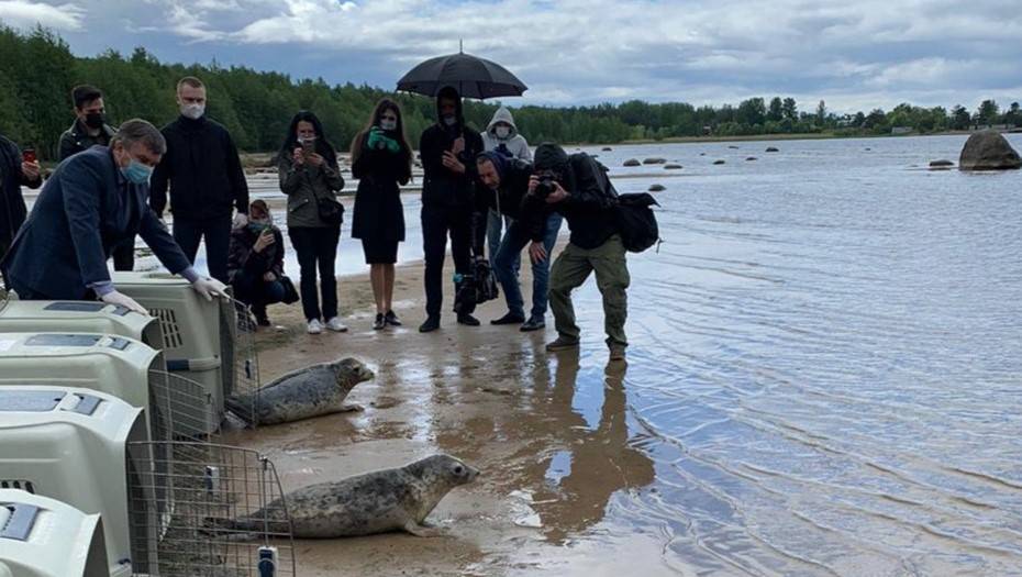 Спасенных тюленей выпустили в Финский залив в День эколога