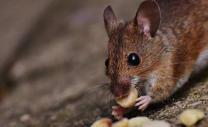 AgoraVox: украинские мыши знают толк в зерне