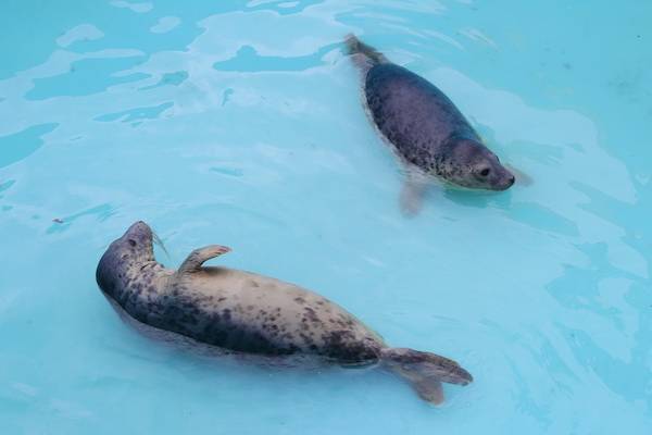 Пятерых спасённых в Петербурге тюленей выпустили в Финский залив