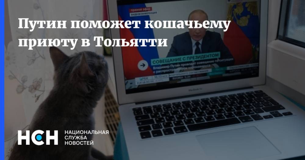 Путин поможет кошачьему приюту в Тольятти