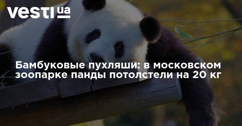 Бамбуковые пухляши: в московском зоопарке панды потолстели на 20 кг