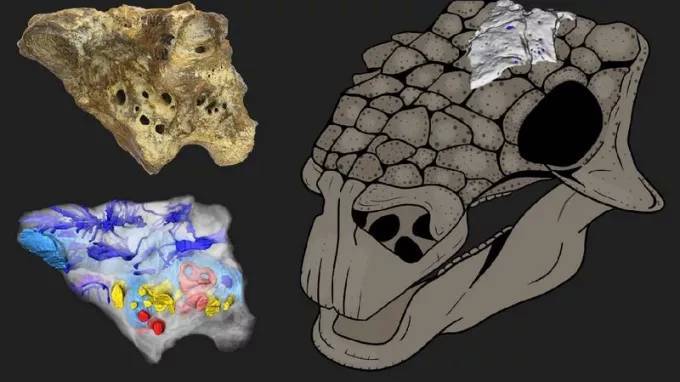 Палеонтологи СПбГУ воссоздали самую подробную 3D-модель головы динозавра