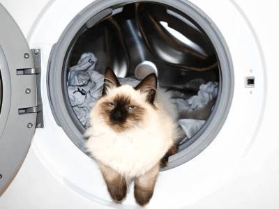 Кошку из стиральной машины спасли сотрудники МЧС в Тюмени