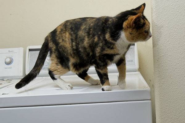 В Тюмени сотрудники МЧС спасли из стиральной машины постиранную кошку