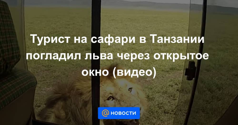 Турист на сафари в Танзании погладил льва через открытое окно (видео)