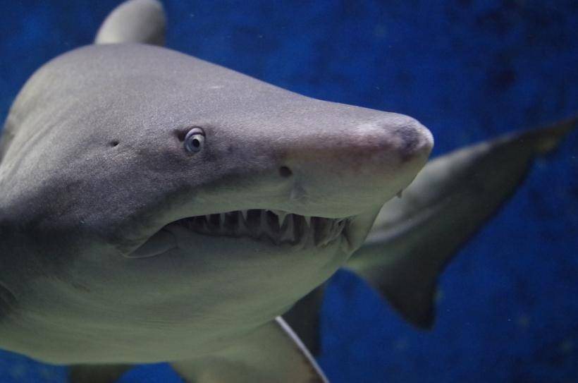 В Чили нашли древние «ясли» акул-людоедов