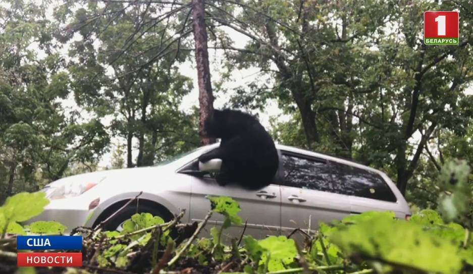 В штате Северная Каролина черного медведя заперли в машине