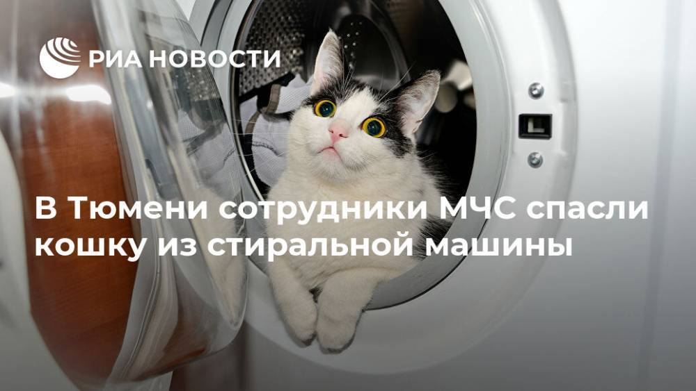 В Тюмени сотрудники МЧС спасли кошку из стиральной машины