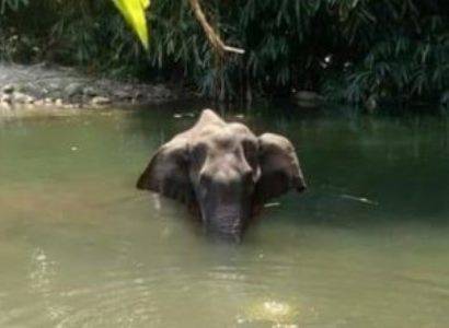 В Индии мужчину арестовали по обвинению в убийстве слонихи, погибшей из-за ананаса, начиненного петардами
