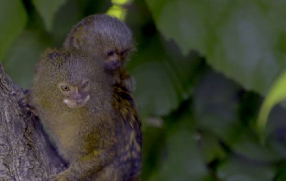 В Вене родилась одна из самых маленьких обезьянок в мире: милое видео
