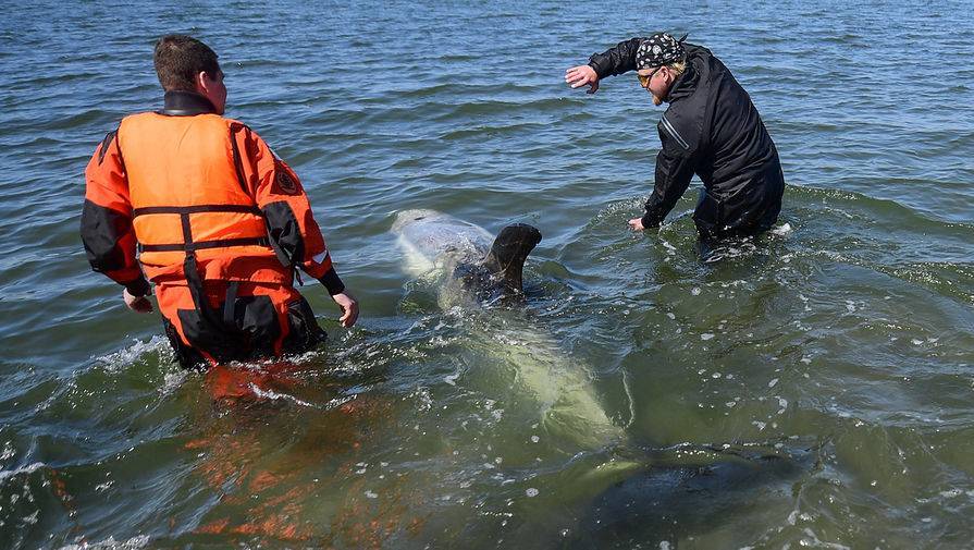 Редкого серого дельфина спасли из иловой ловушки в Приморье