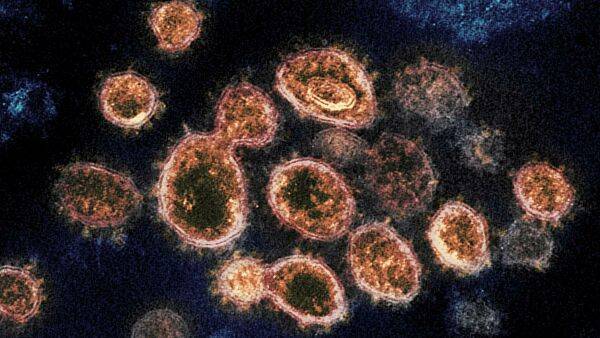 В России выявлено 8 855 новых случаев коронавируса, по официальным данным
