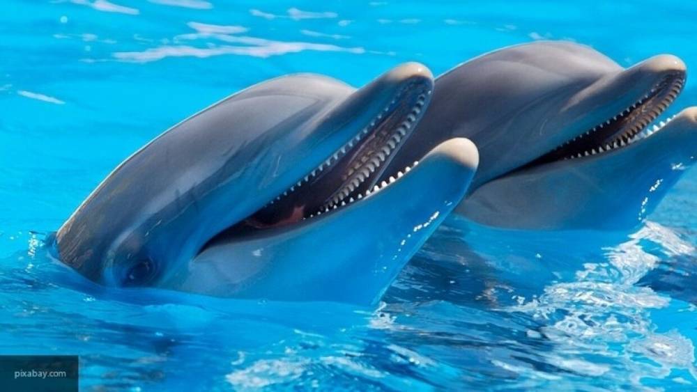Дельфин чуть не погиб, оказавшись на мелководье в Приморье